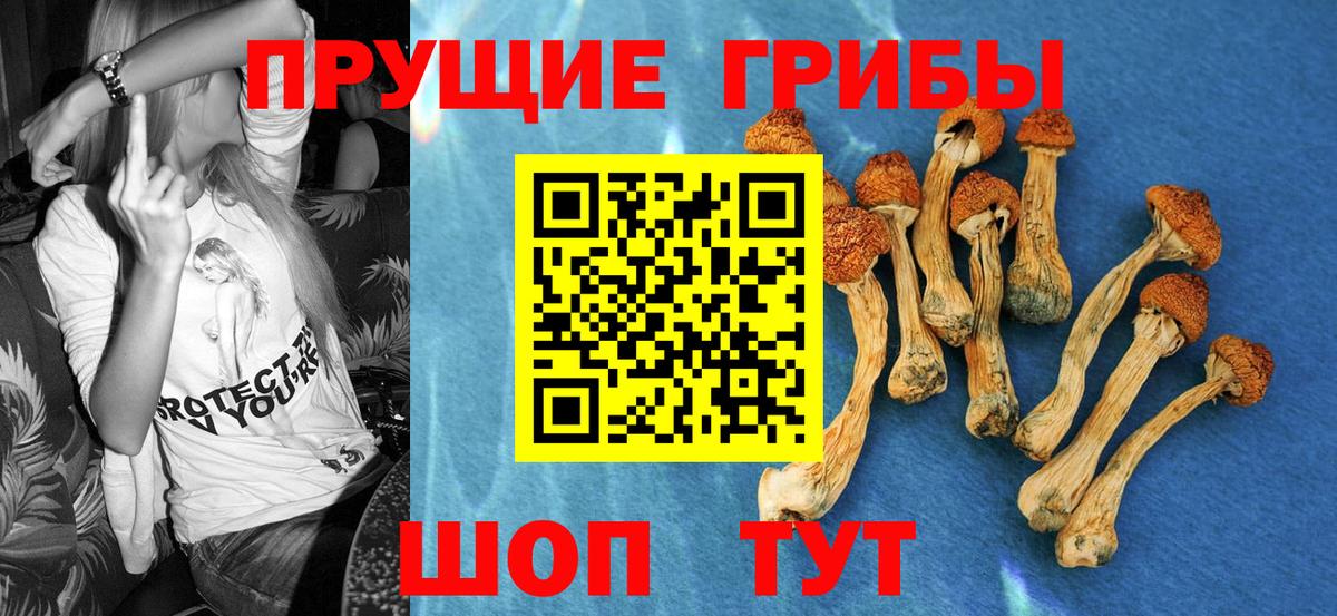 Псилоцибиновые грибы Cubensis  Вход с VPN  Отрадное 